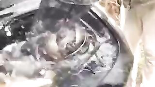 Fish Pond in Car