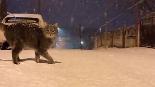 Snow cat
