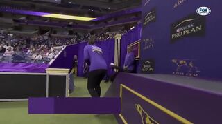 Best of 2024 Masters Agility Championships from Westminster Kennel Club | FOX Sports