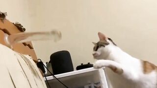 Pussy cats ????