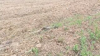 Persiapan lahan cabe