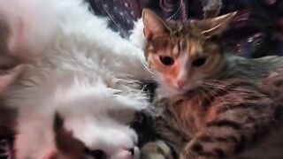 Cute Cats