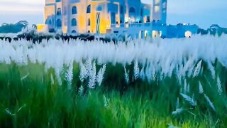 The Beauty  of follower