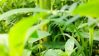 basil plant
