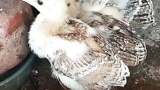 So cute