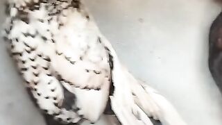 Chicken corner