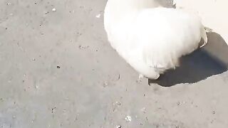 The running chicken