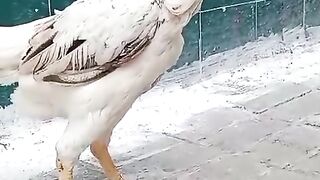 I am not aggressive