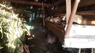 Local Goats