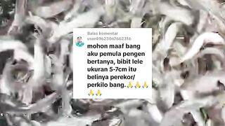 Beli bibit lele itu baiknya per ekor atau per kilo ya❓