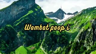 Animal Facts        Wombat Poop          #shorts