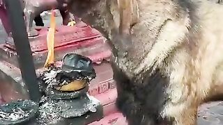 goat burns itself