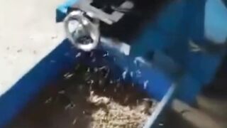 Proses pembuatan pelet apung