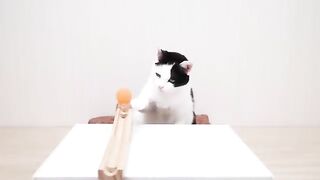 Cats and Ping Pong Trick Shots