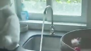 catsoftiktok