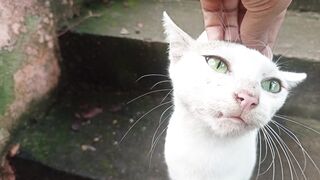 A beautiful cat is showing in the video.