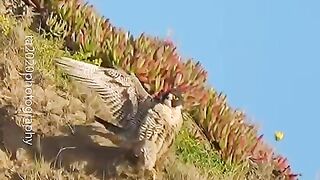 Female_Peregrine_Falcon_responds_an_intruding_falcons_harassment._#falcons_#peregrinefalcon_#birds(480p). Upload