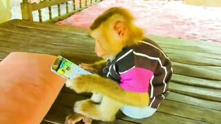 Monkey||Pets&Animals||Wildlife