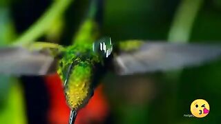 Amazing bird