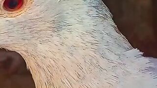 My Pendu Pigeon