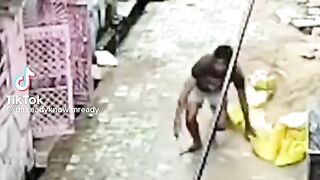 Monkey fight