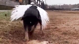 Super Dog will save us --(720P_HD)
