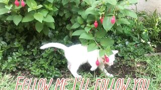 Cute cats