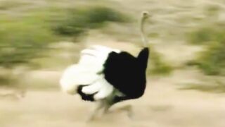They are fast :O