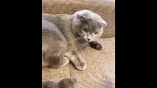 Baby Cats - Cute and Funny Cat Videos Compilation  Aww Animals