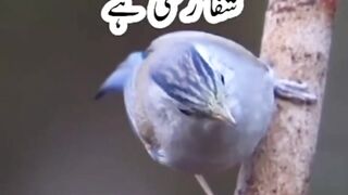 Barish k paani ki fazeelat by Shamsuzaman092