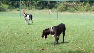 funny baby dogs is the hardest try not to laugh challenge.