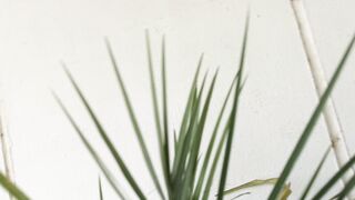 Dates making craft | Amazing