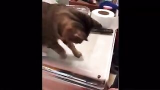 Funny  of animals for kids