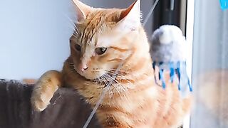 ???? Cute cat lover funny and cutest