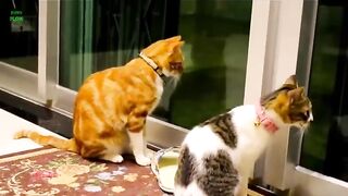 Enjoy funny cats