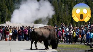 Viral moments buffalo attack funny 2023