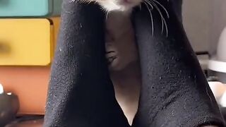 cute cat