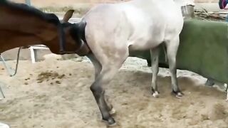 Animals meeting #shorts #trending #viral