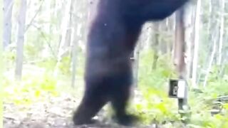 Funny animals