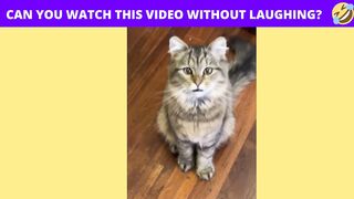 Cute Cat gives respect ....!