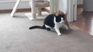 Time for fun...Cats play together