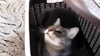 Crazy Cats 4