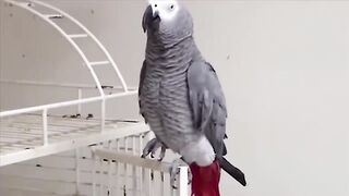 The ULTIMATE Birds Cursing Compilation, ONLY BEST CLIPS, Funny Birds 2023