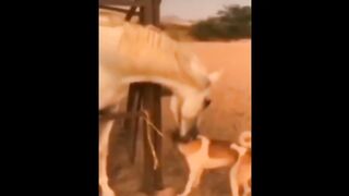 Funny Animal  2023.Funny Cat And Dog  2023