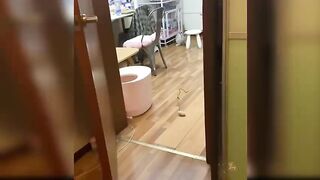 Baby cat -cut and funny  2023