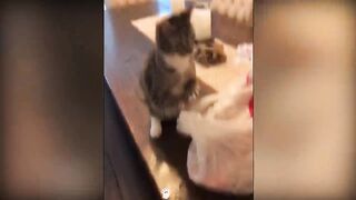 Cat Can Understand Whatever People Say | Beast Paws 2023