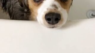 Cutest puppies