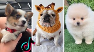 Best Animals Funny Fail ops Moments Viral Clips #trending #animals #funny