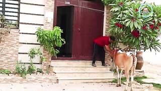 |_Qurbani_Ka_Hissa_Dedo_Prank_|_By_Rizwan_Khan_in_|_P4_Pakao