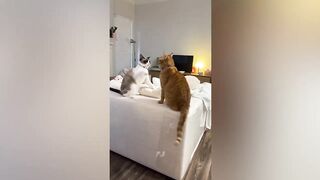 Funny Cats Compilation